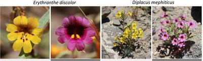 Abiotic Environment Predicts Micro- but Not Macroevolutionary Patterns of Flower Color in Monkeyflowers (Phrymaceae)